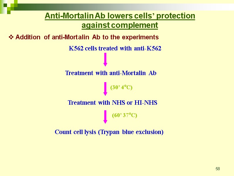 58  Addition of anti-Mortalin Ab to the experiments Anti-Mortalin Ab lowers cells’ protection